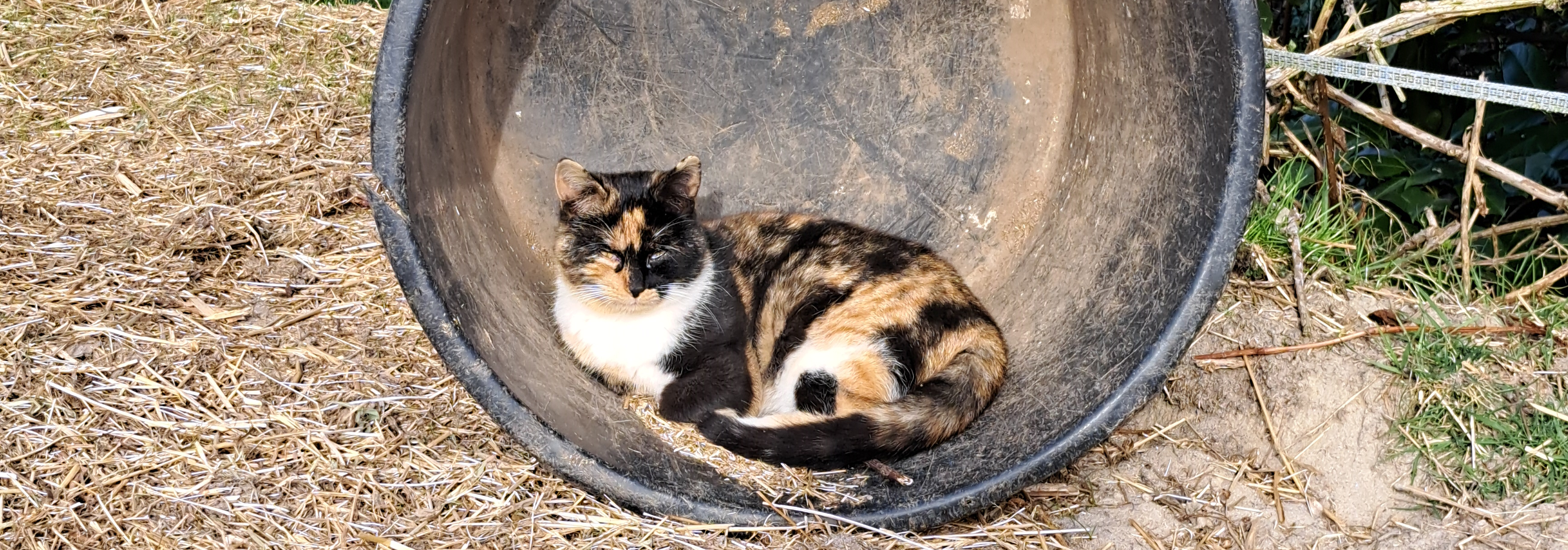 Dieren in natuurlijke omgeving