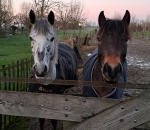 Spikkel & Ballou