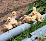 Kuikens